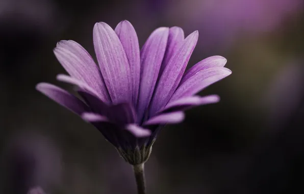 Picture flower, purple, macro, plant, color, petals