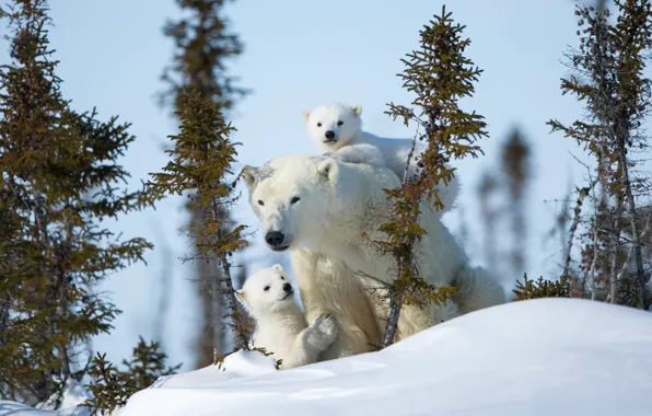 Picture winter, snow, bears, polar bears, bear, motherhood, polar bears
