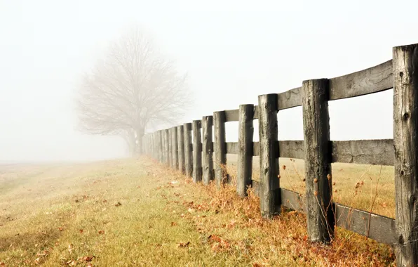 Fog, tree, the fence, morning, haze, alone, grass, late autumn