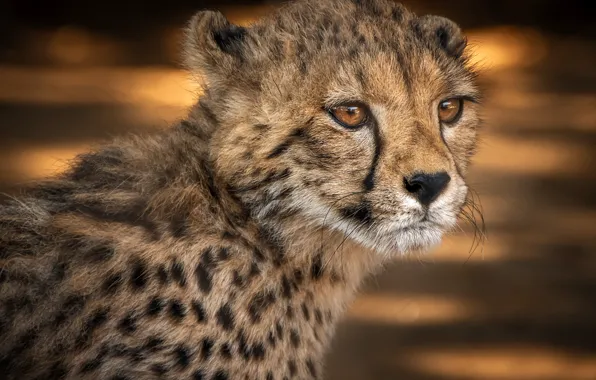 Look, face, background, portrait, baby, Cheetah, cub, wild cat