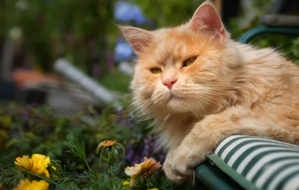 Picture cat, cat, lies, red