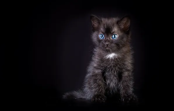 Kitty, black, baby