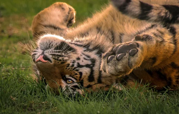 Summer, grass, look, face, nature, tiger, pose, relax