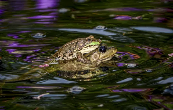 Look, water, two, frog, bathing, pair, frogs, pond