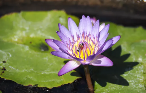 Photo, Flowers, Purple, Lotus