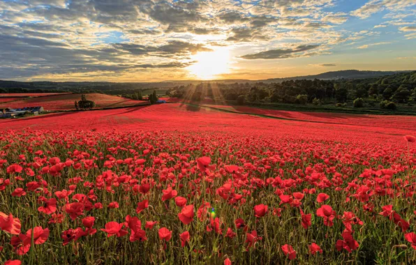Forest, the sky, the sun, clouds, rays, light, sunset, flowers