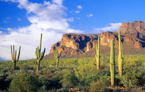 The sky, clouds, landscape, mountains, cactus