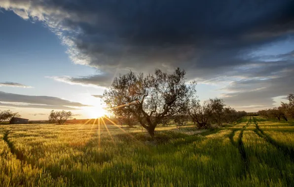 Field, grass, trees, sunset