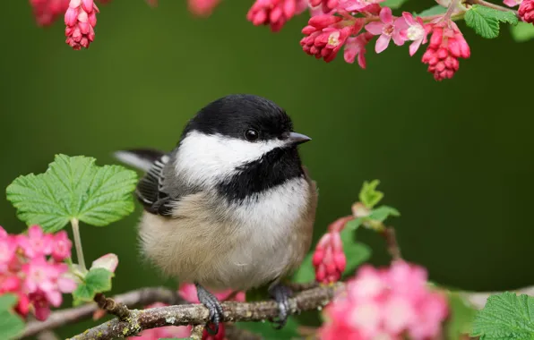 Branches, pose, background, bird, spring, pink, flowering, tit