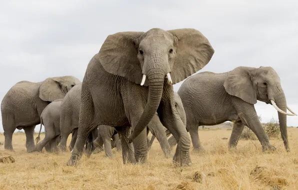 Picture elephant, Africa, the herd