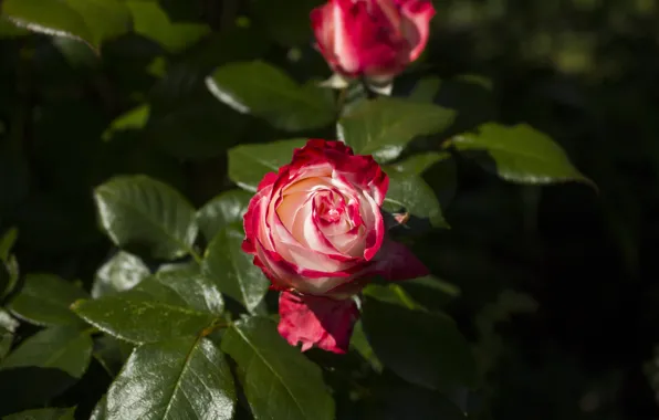 Flower, leaves, light, flowers, the dark background, rose, roses, garden