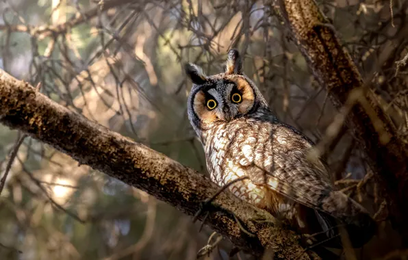 Picture branches, tree, owl, bird, Long-eared owl