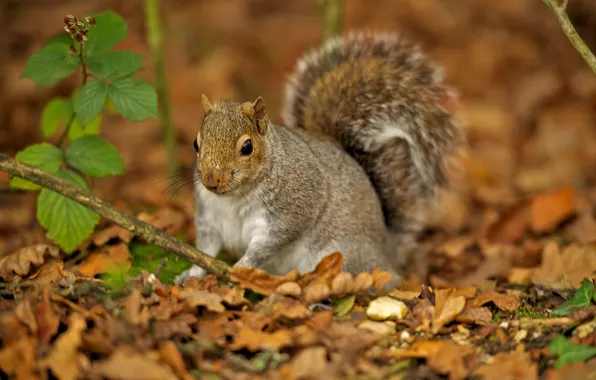 Autumn, forest, leaves, protein