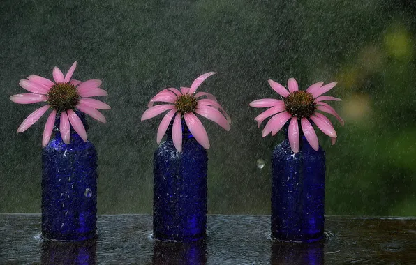Picture flowers, background, rain