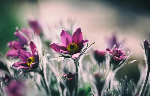Flowers, nature, background
