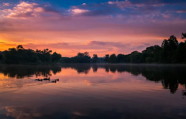 Trees, sunset, lake, duck, family