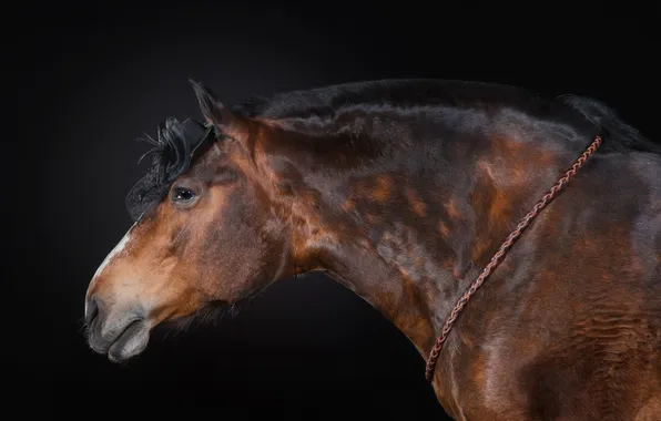 Nature, background, horse