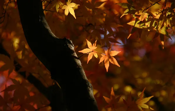 Leaves, macro, light, branches, nature, tree, Autumn, trunk