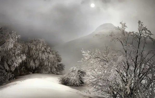 Winter, snow, trees, nature, fog