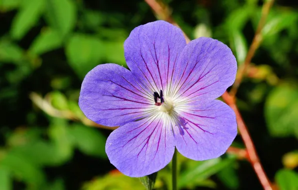 Beautiful, flower, Flora