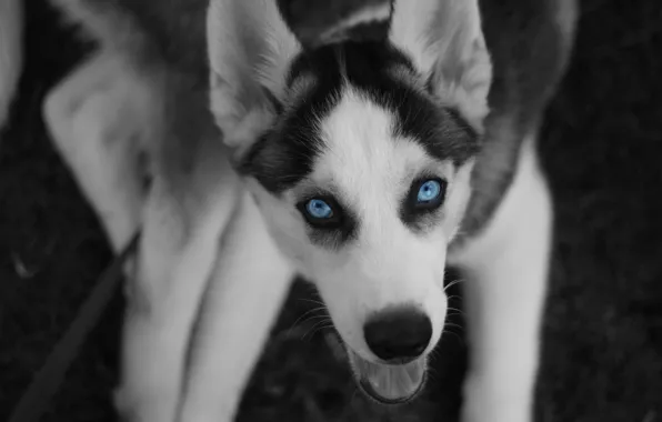 Picture eyes, dog, North, husky