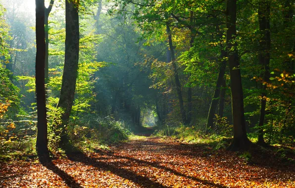 Picture autumn, forest, leaves, the sun, trees, Park, path