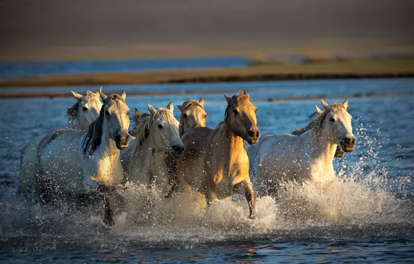 River, horse, the herd