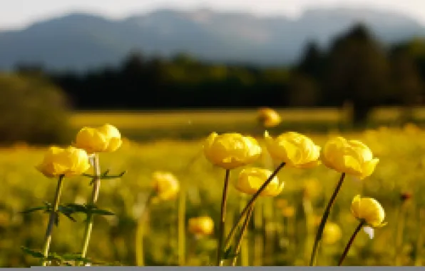 Picture flowers, dal, blur, meadow, yellow, the globe
