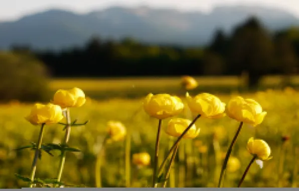 Flowers, dal, blur, meadow, yellow, the globe