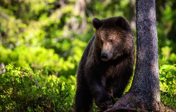 Picture greens, forest, look, light, trees, nature, bear, bear