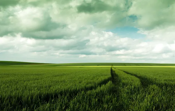 Picture field, the sky, nature