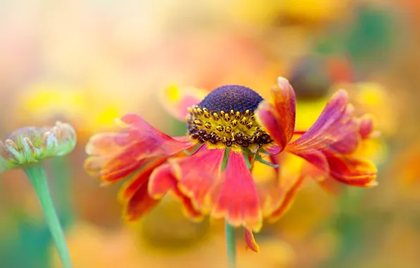 Picture macro, flowers, red, bokeh, Gaylardiya