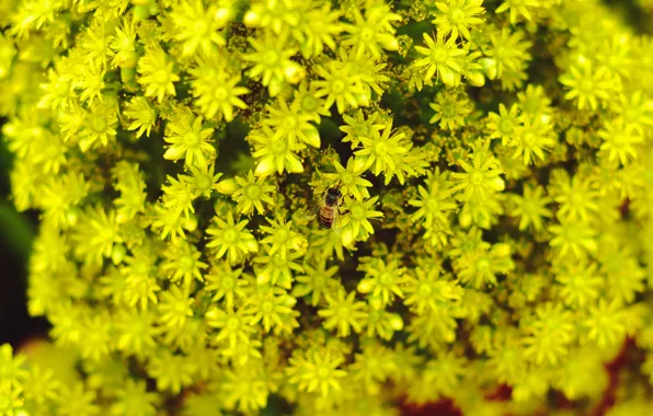 Flowers, bee, background, yellow, blur, yellow flowers, bee