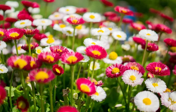 Flowers, nature, glade, chamomile, colorful