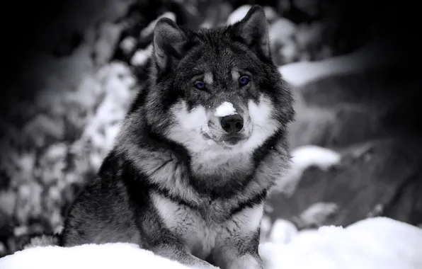 Winter, look, snow, wolf, predator, b/W, beast