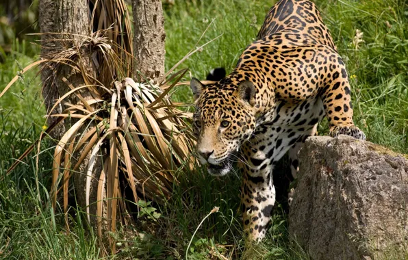 Picture grass, tree, stone, Jaguar, a careful look, focus, stalk