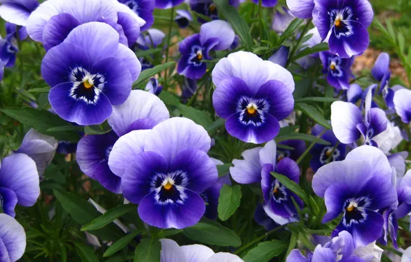 Macro, flowers, purple, Pansy, flowerbed, lilac, bokeh, violet