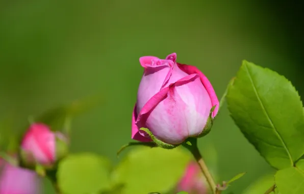 Picture flower, nature, rose