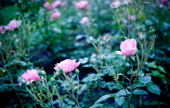 Flower, flowers, Bush, roses, petals, pink, rose, buds