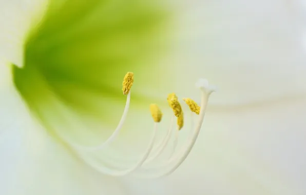 Macro, flowers, nature, White Amaryllis