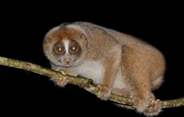 Picture animal, wildlife, Bornean, Slow Loris, Nycticebus Borneanus