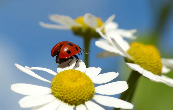 Picture flower, ladybug, petals, Daisy, insect