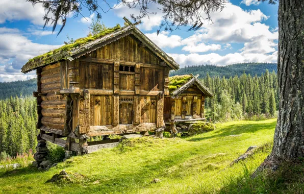 Picture forest, Norway, house, Norway, Telemark County, Grimstøyl