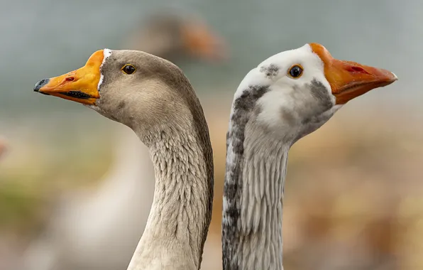 Geese, two funny geese, one grey, The other is white