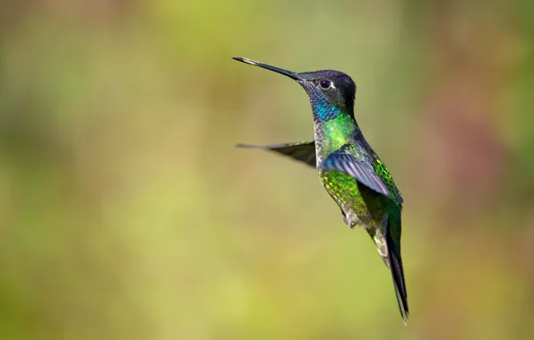 Picture background, bird, Hummingbird, flight