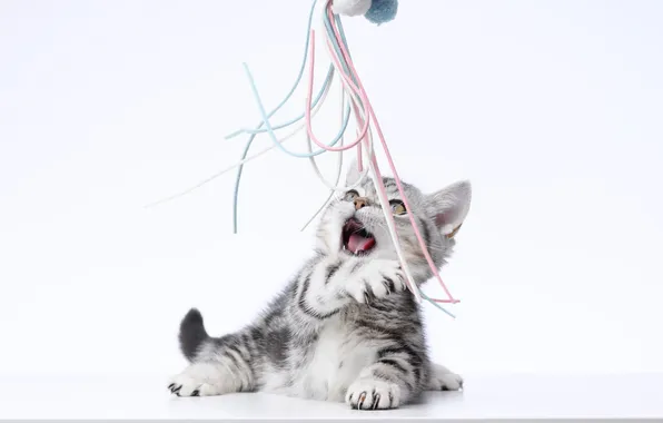 Cat, look, pose, kitty, cute, face, light background