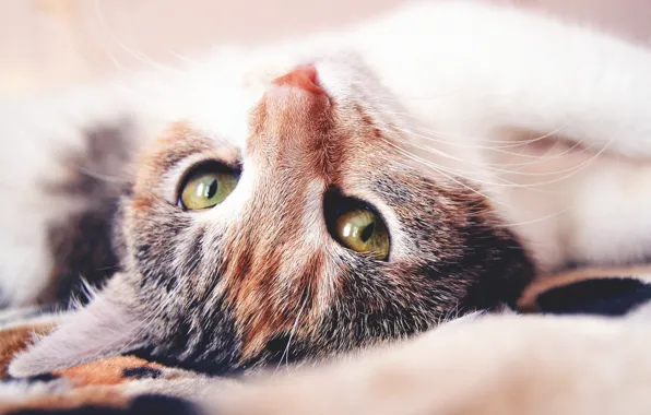 Picture cat, eyes, mustache, look, face, nose