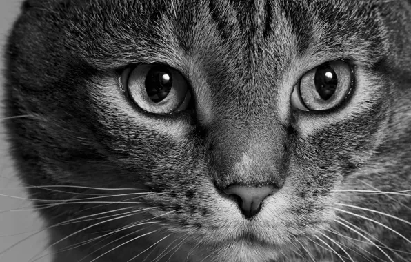 Cat, cat, look, face, black and white, monochrome