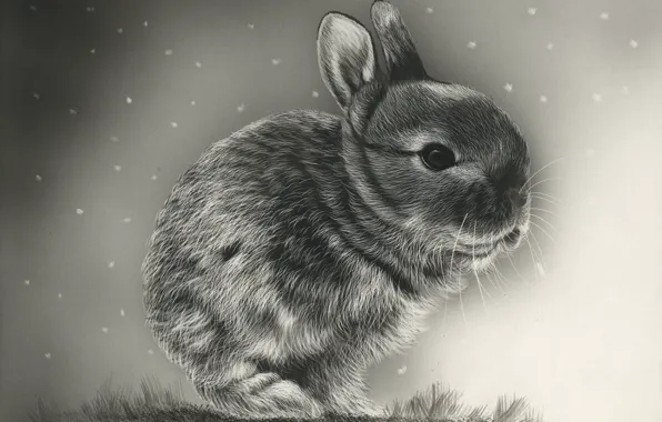 Picture background, rabbit, art