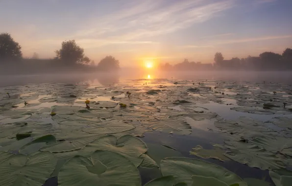 Leaves, pond, dawn, water lilies